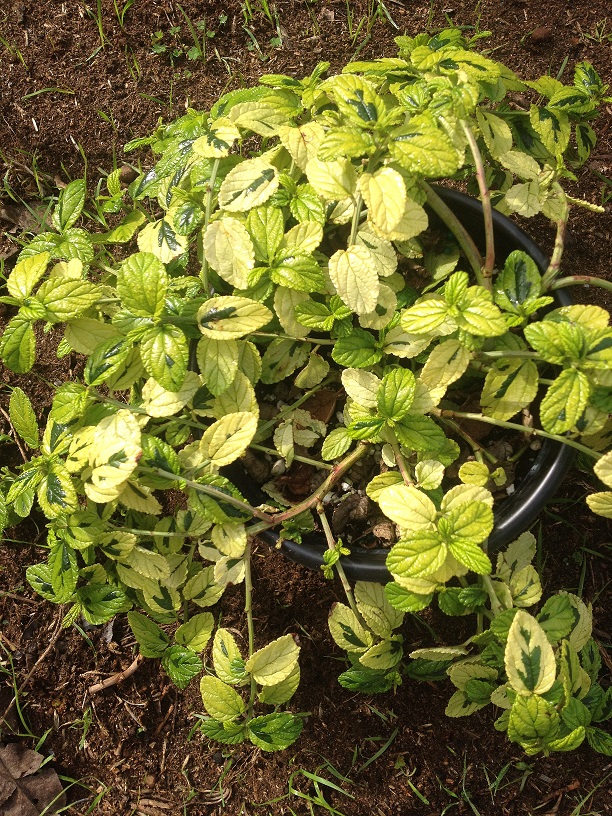 Ceanothus griseus