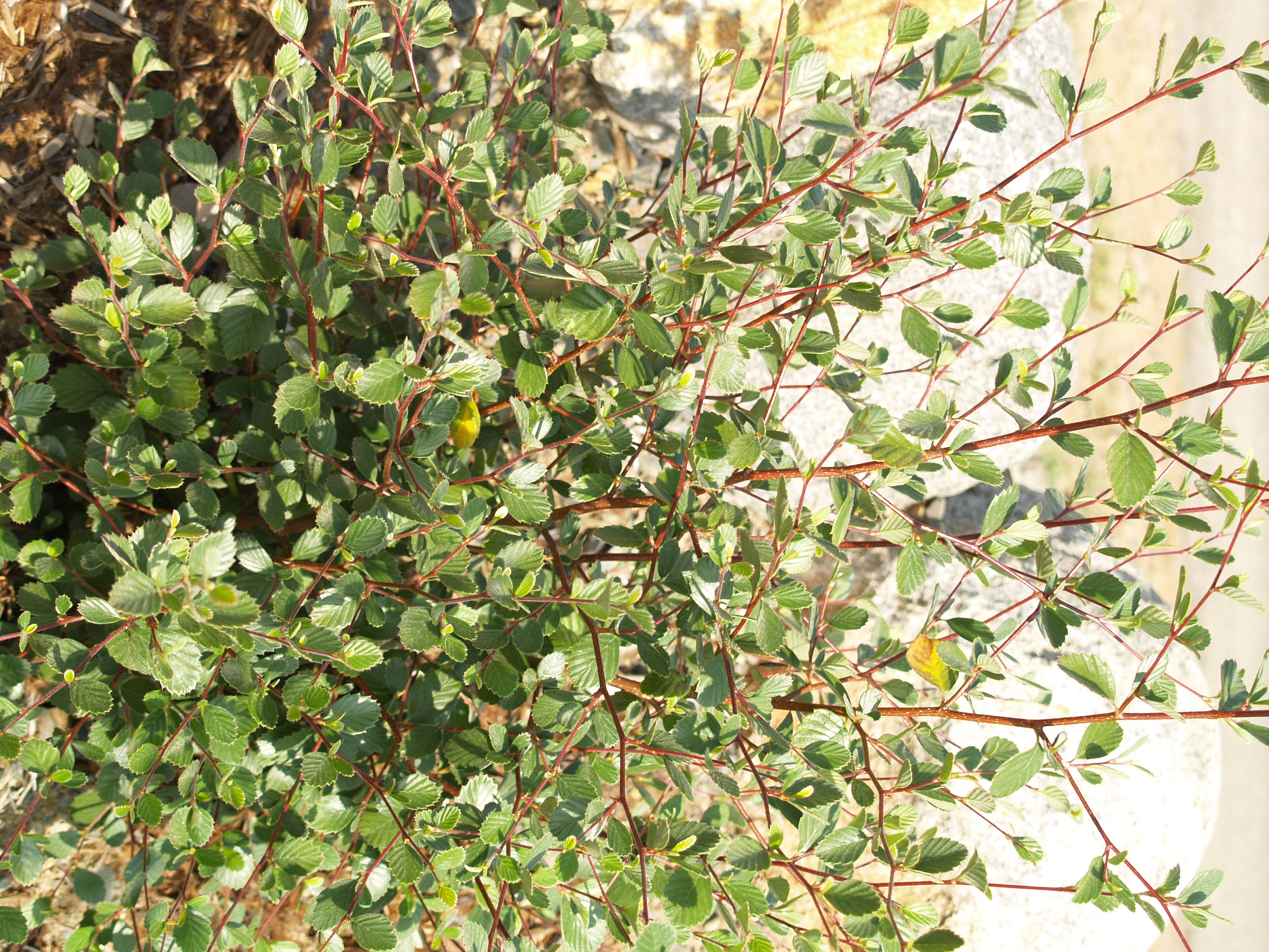 Cercocarpus betuloides