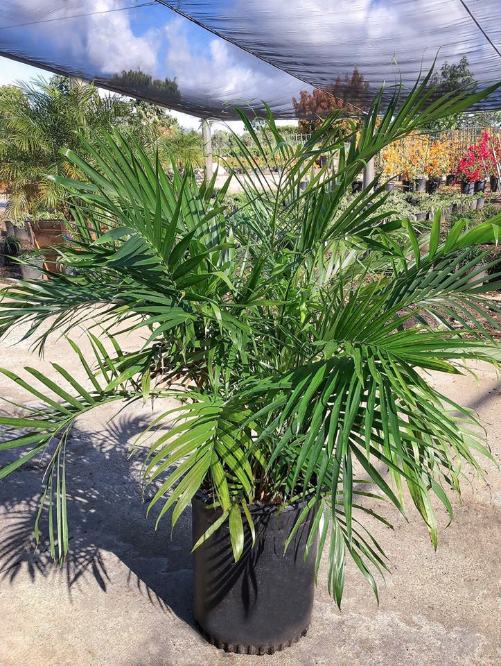 Chamaedorea spp