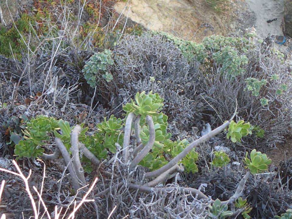 Aeonium arboreum