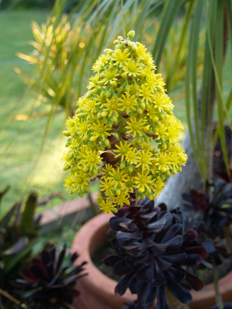 Aeonium arboreum