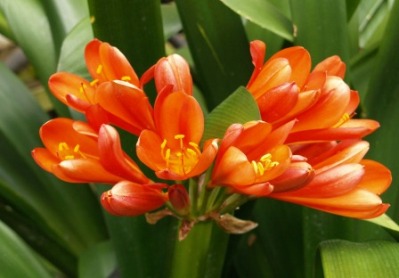 Clivia spp