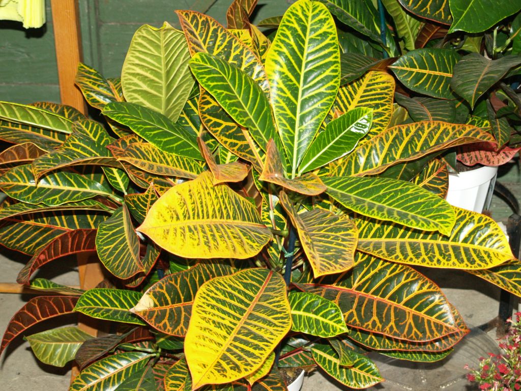Codiaeum
