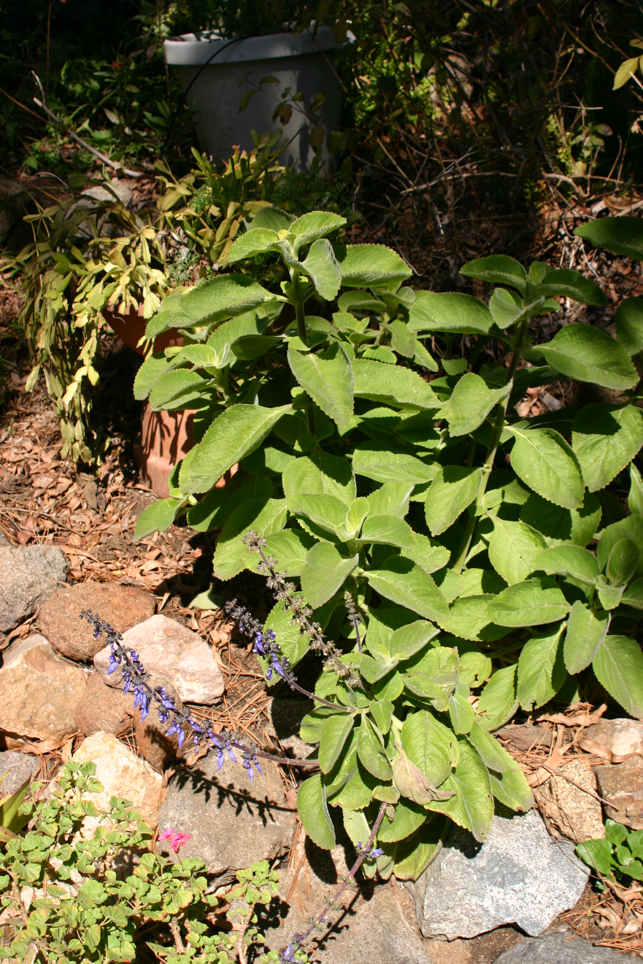 Coleus spp. 