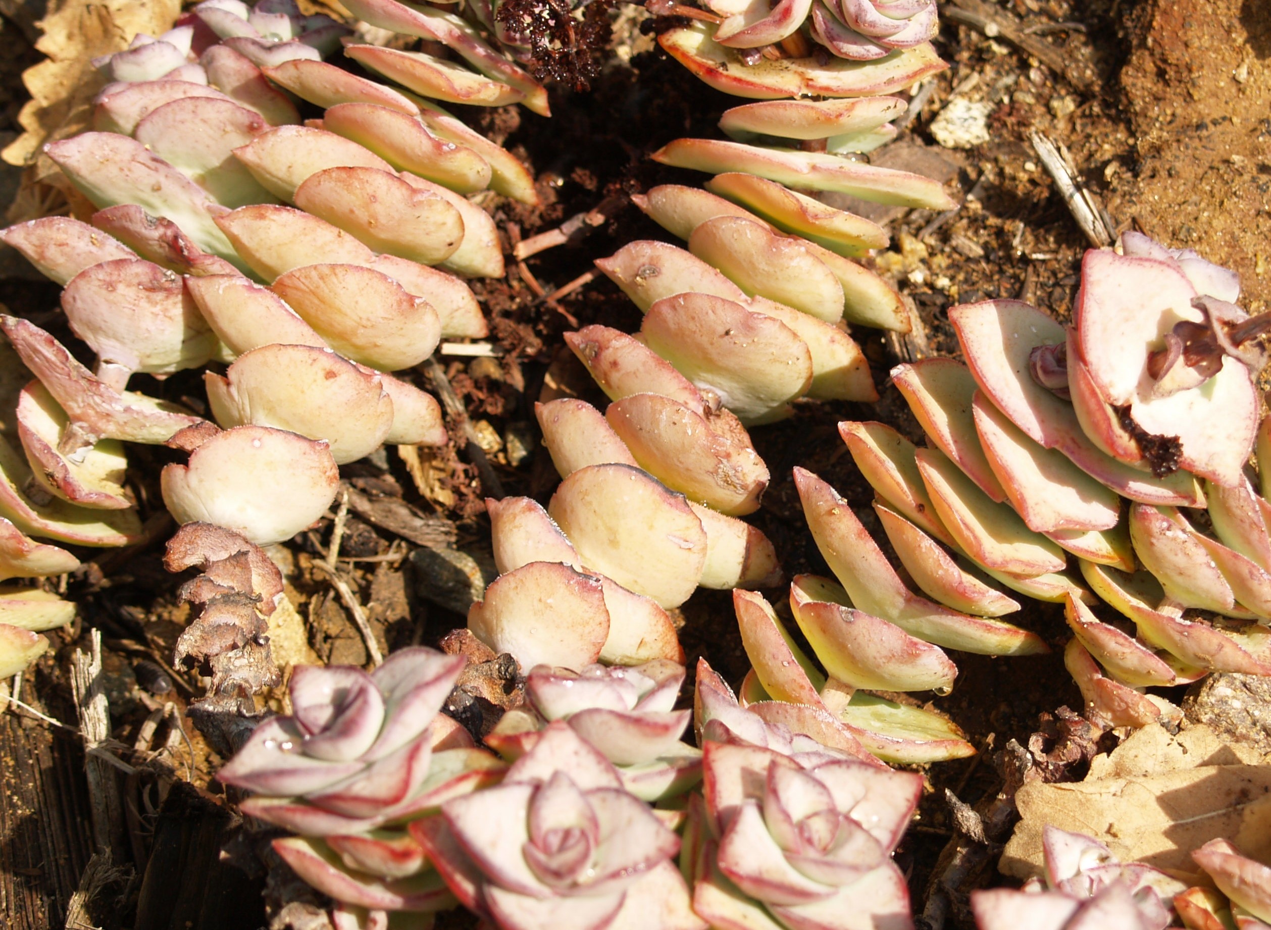 Crassula perforata