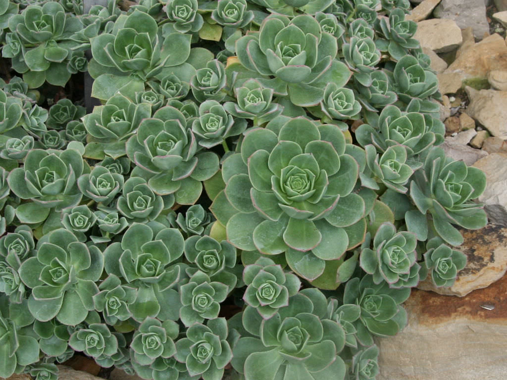 Aeonium haworthii