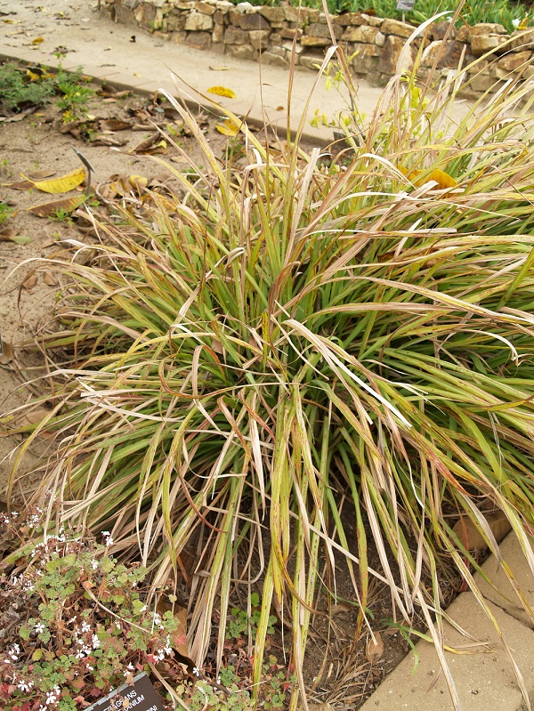 Cymbopogon citratus