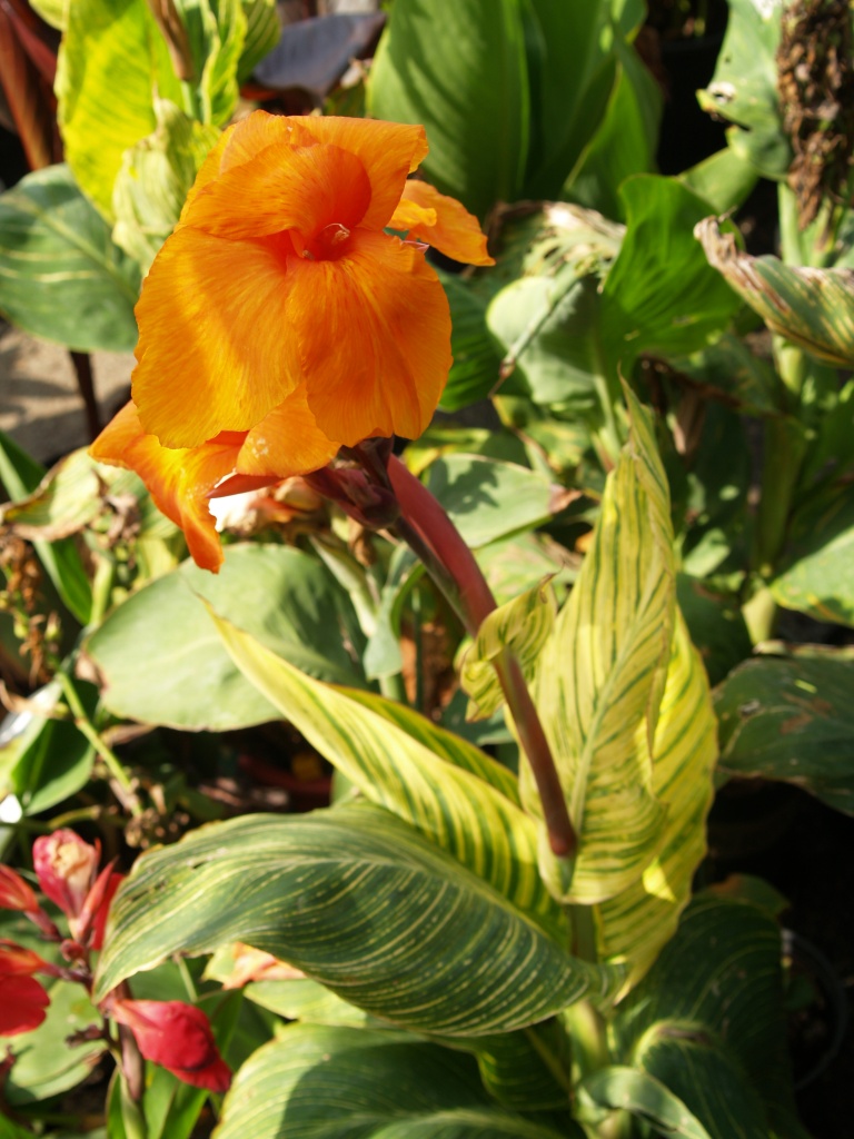 Canna spp