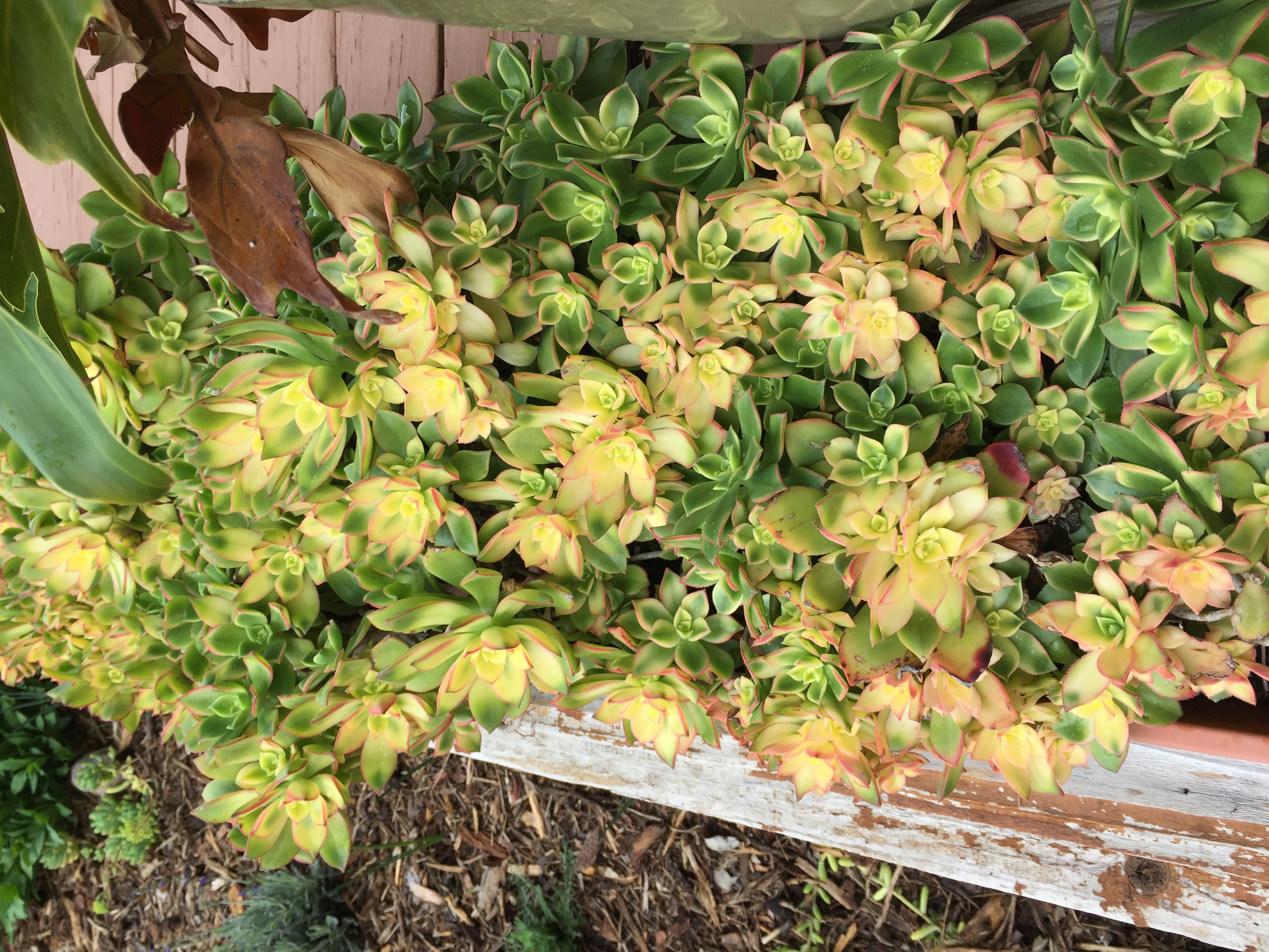 Aeonium sp. 'Kiwi'