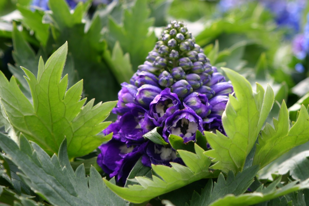 Delphinium elatum
