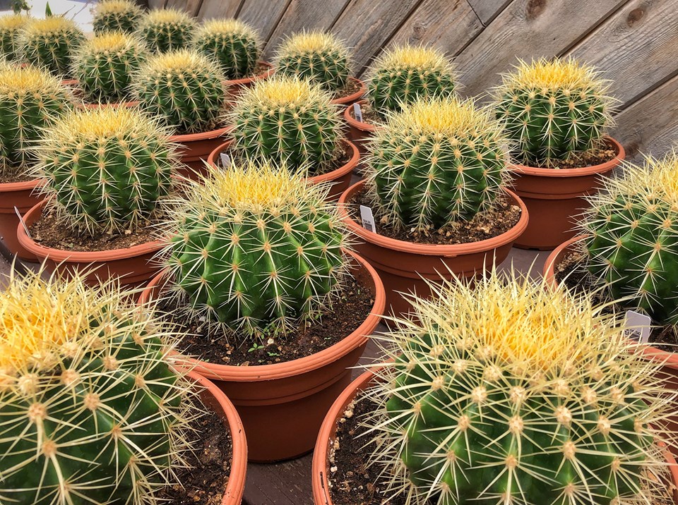 Echinocactus spp.