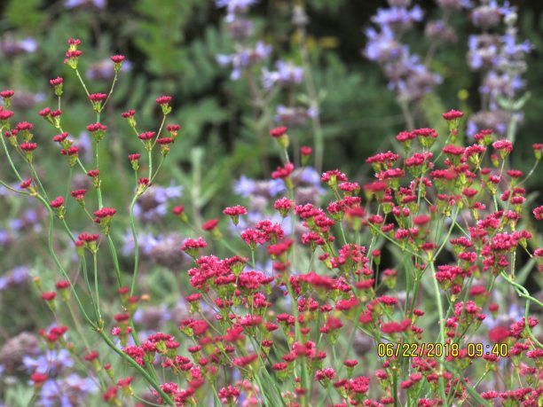 Eriogonum grande var. rubescens