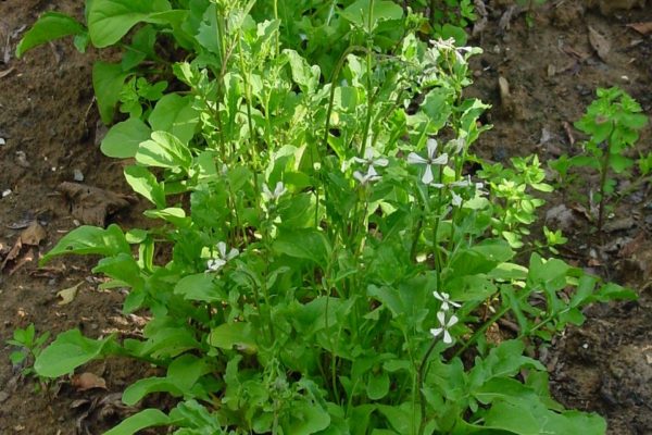 Eruca vesicaria ssp. sativa 