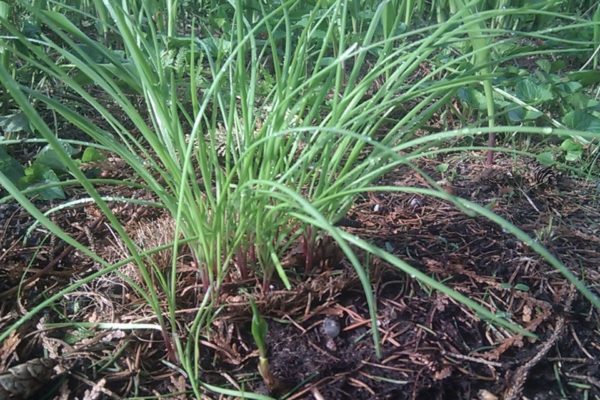 Allium schoenoprasum