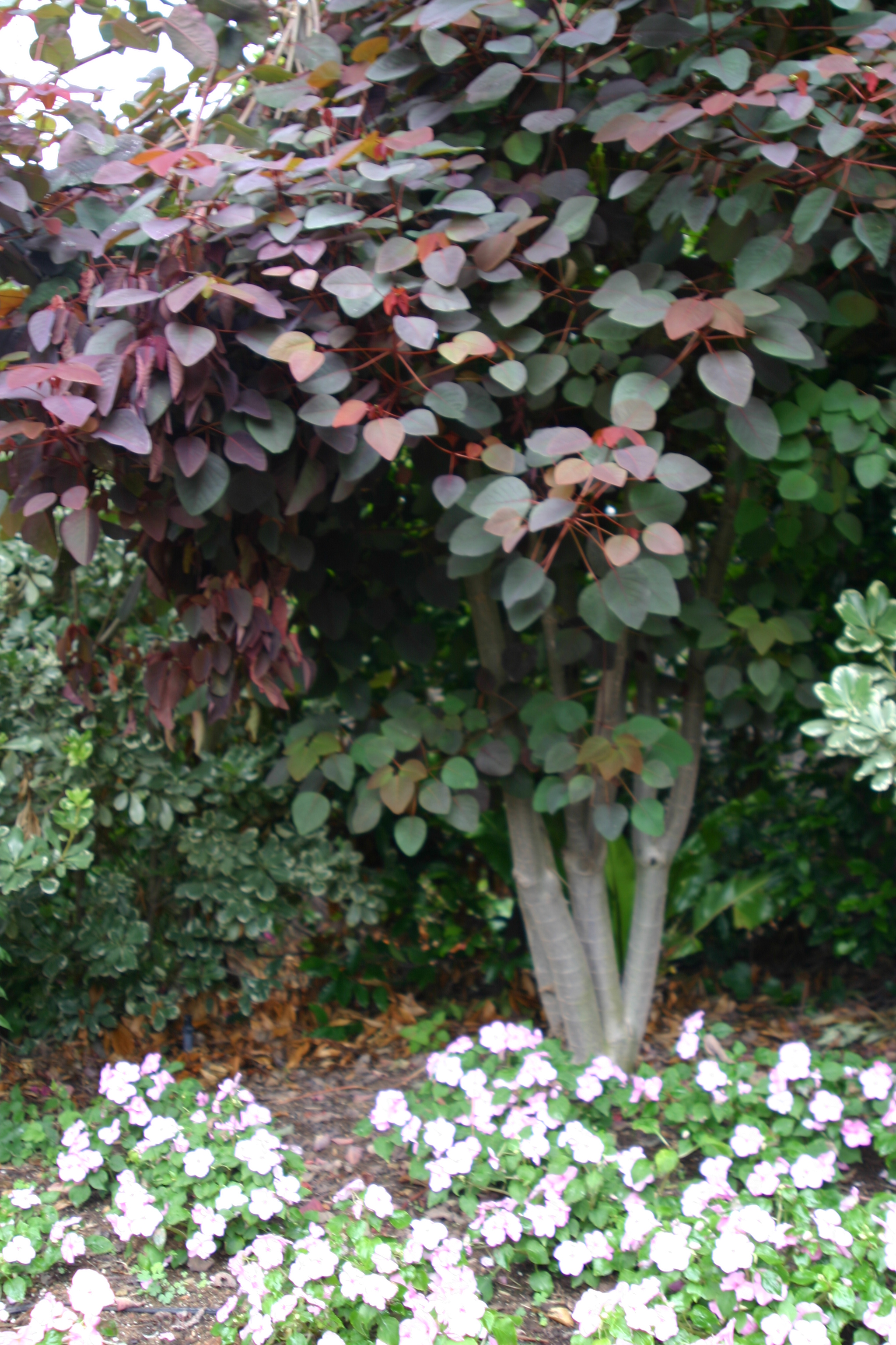 Euphorbia cotinifolia