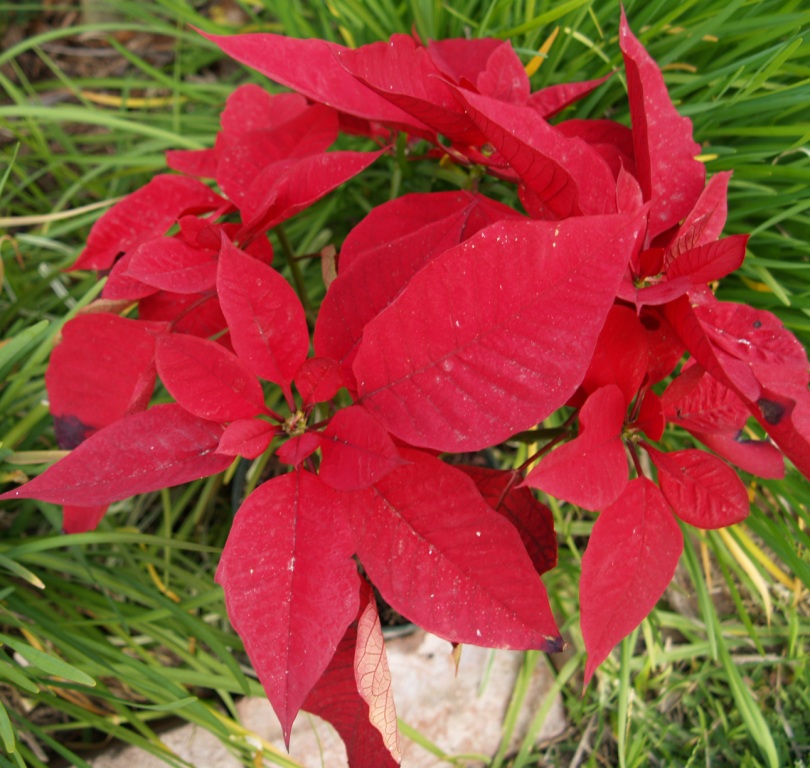 Euphorbia pulcherrima 