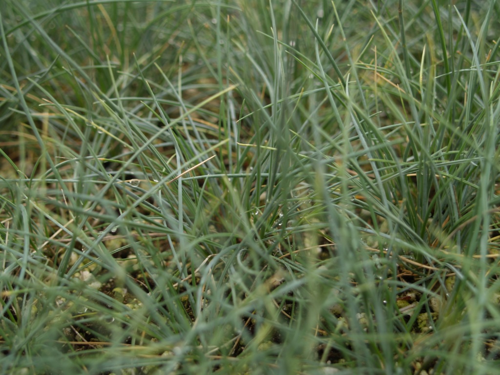 Festuca ovina var. glauca