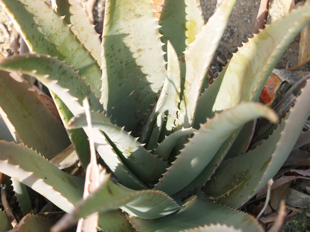 Aloe vera