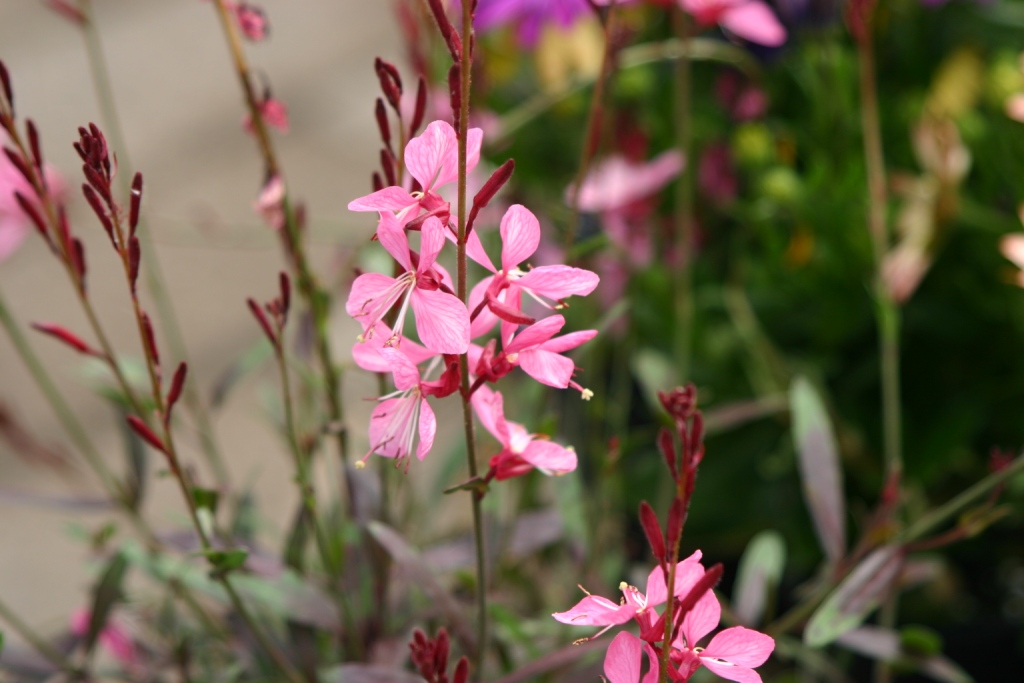 Gaura spp