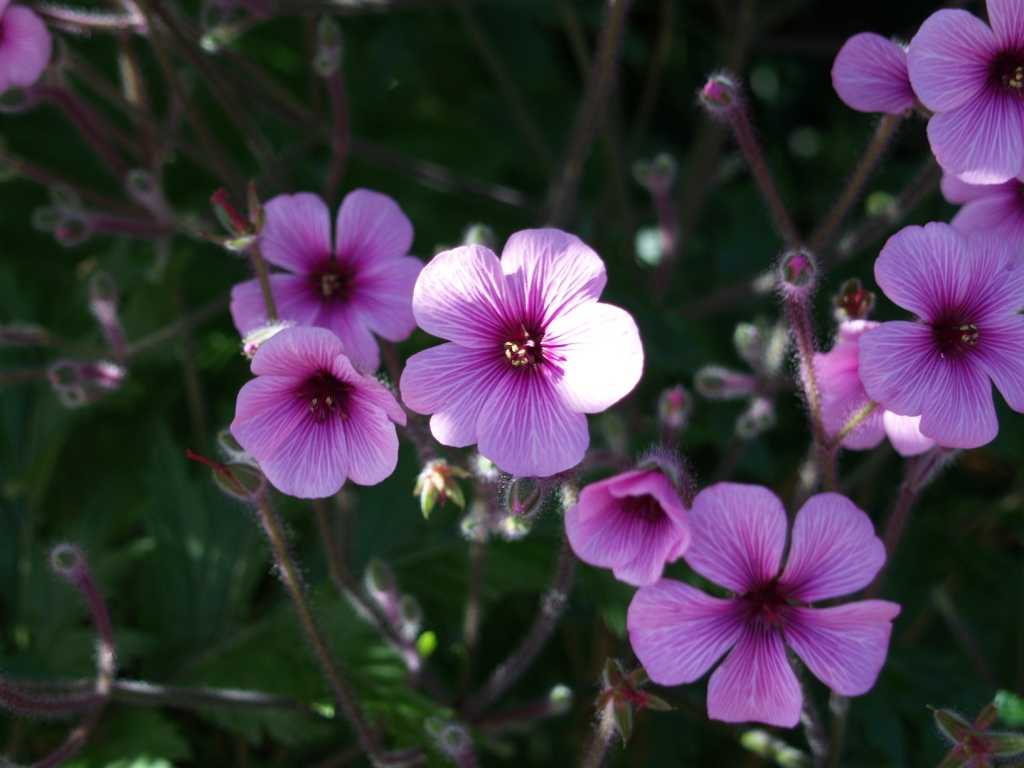 Geranium spp