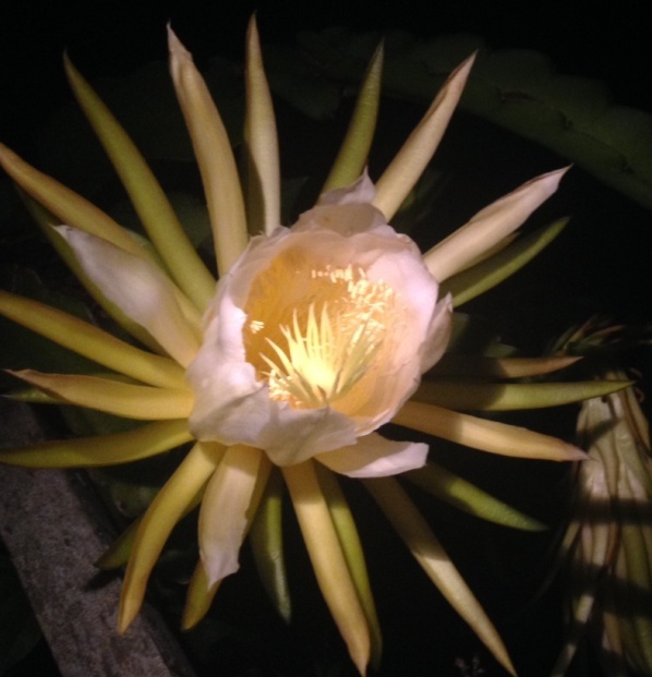 Hylocereus spp.