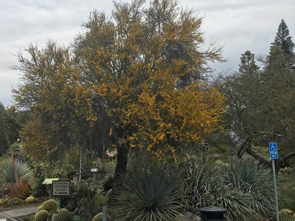 Acacia smallii