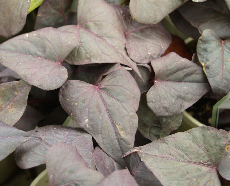 Ipomoea batatas
