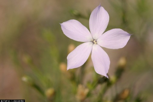 Ipomopsis longiflora
