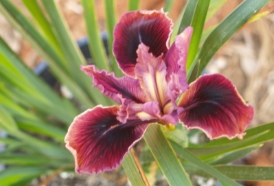 Iris spp