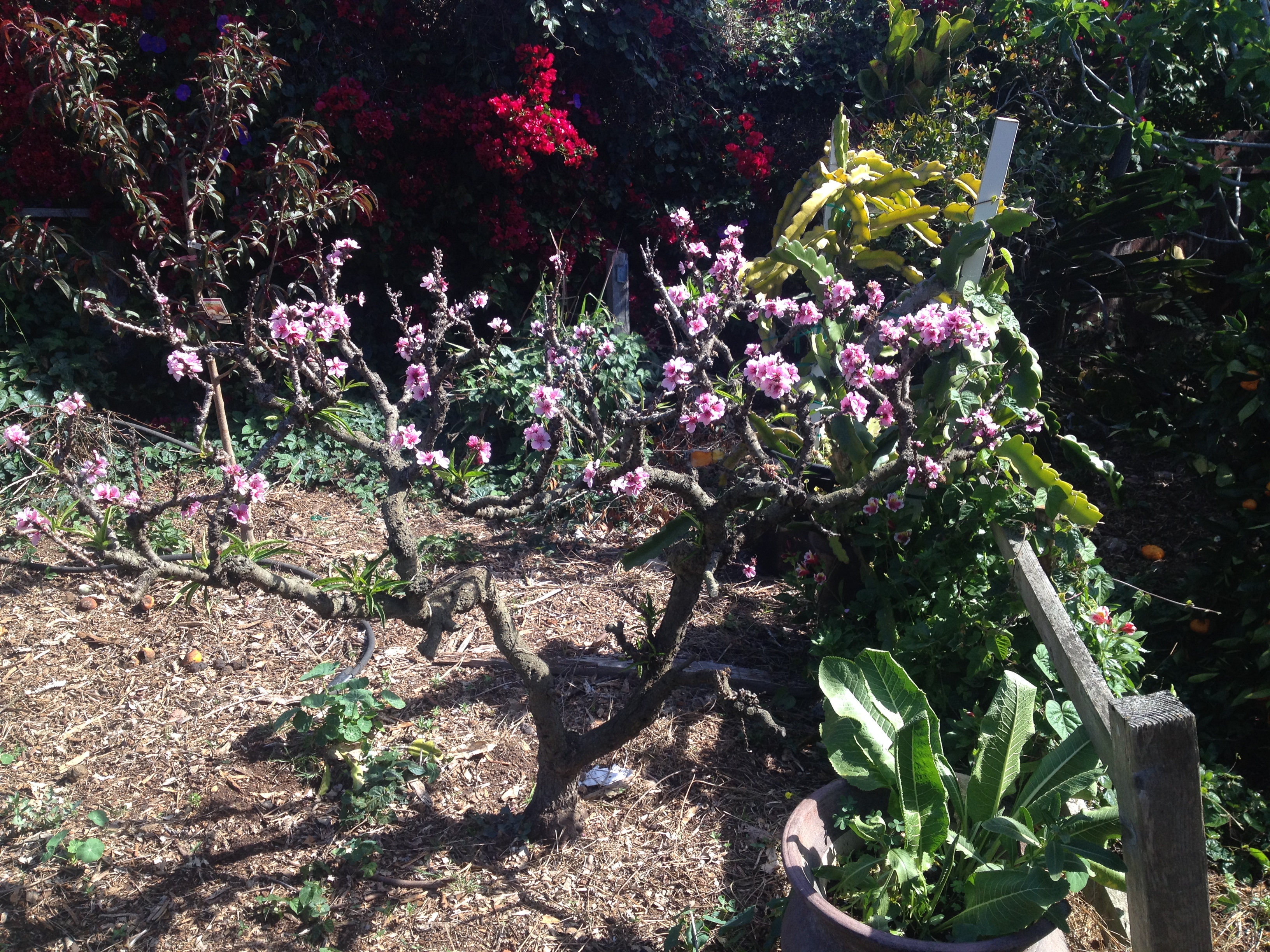 Prunus persica