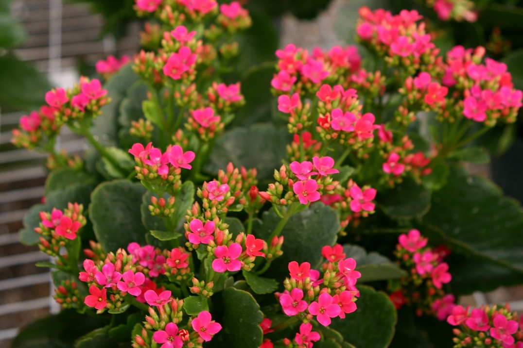 Kalanchoe blossfeldiana