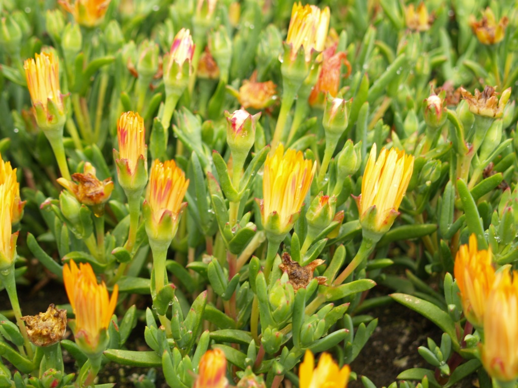 Lampranthus spp