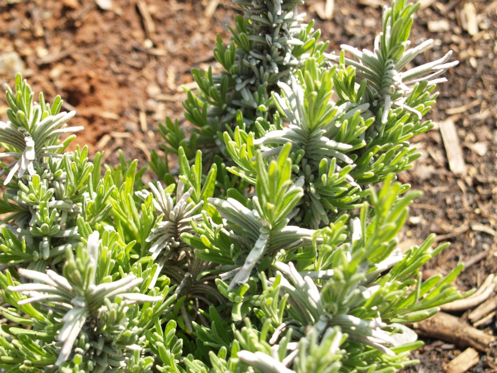 Lavandula angustifolia