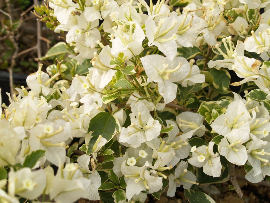 Bougainvillea spp