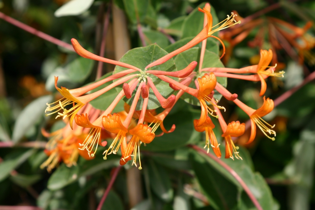 Lonicera spp