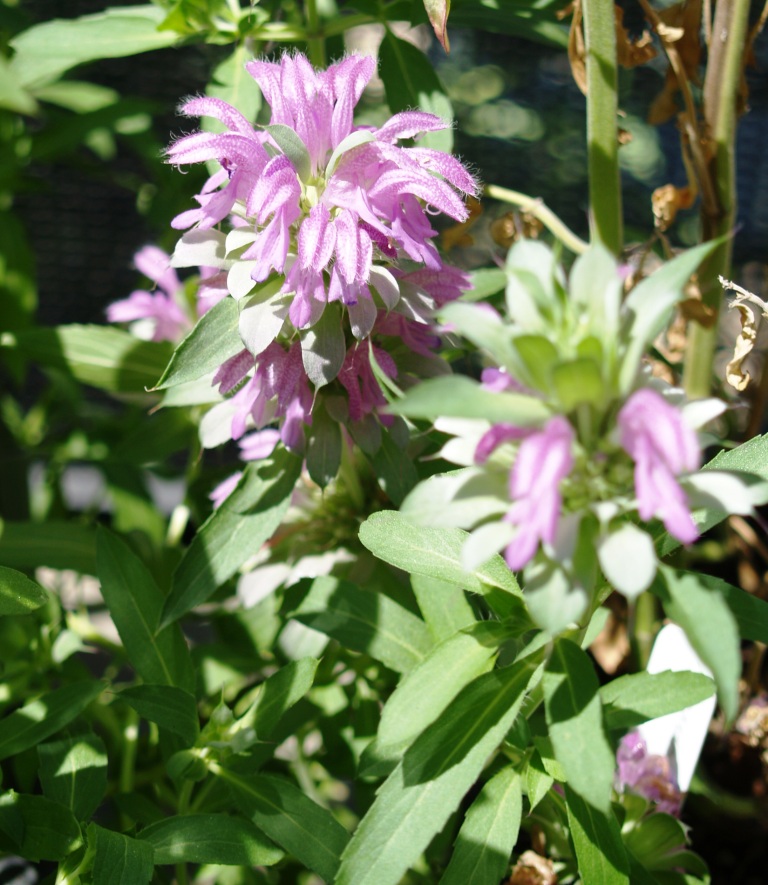 Monarda spp.