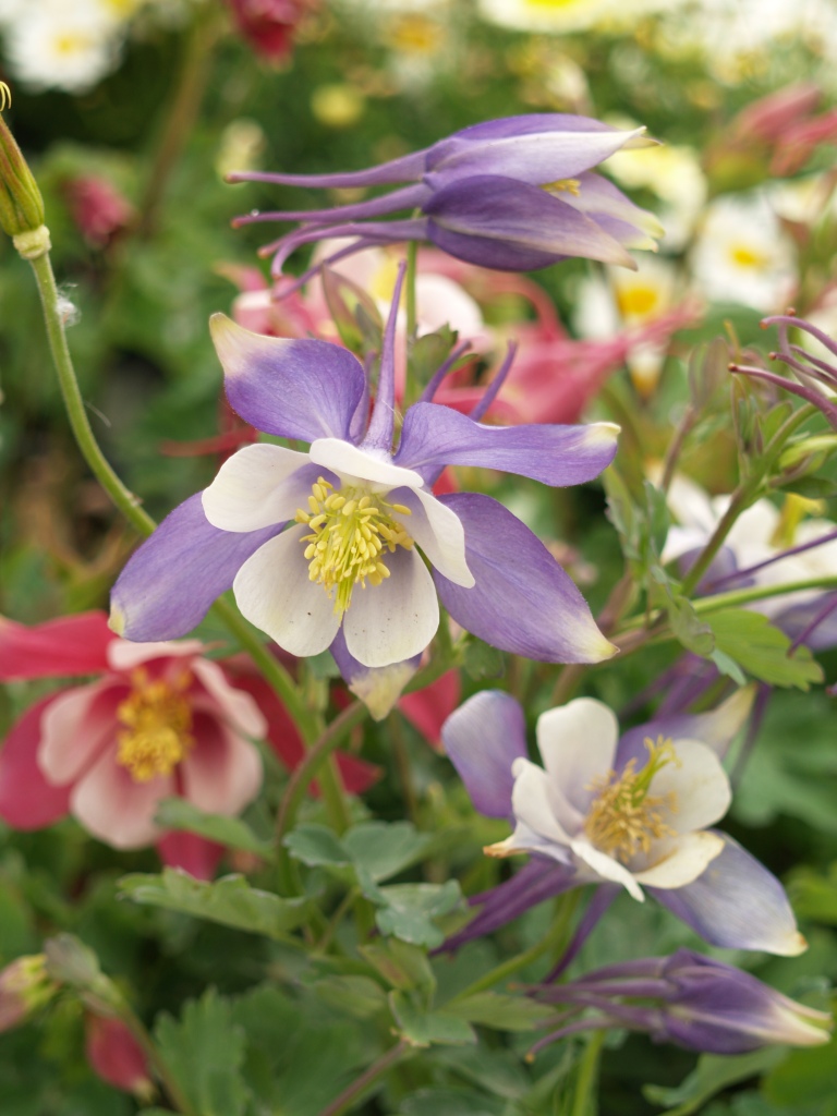 Aquilegia spp.