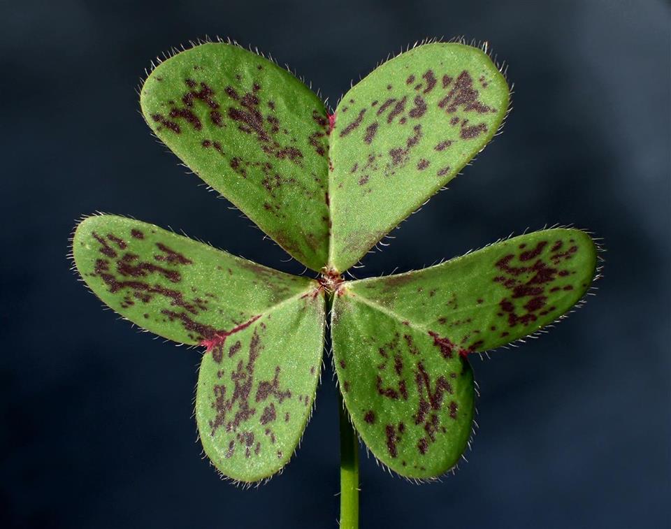 Oxalis pes-caprae