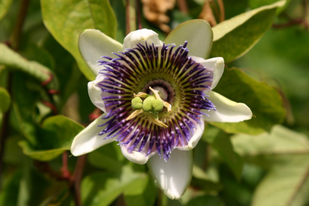 Passiflora altocaerulea (pfordtii) 