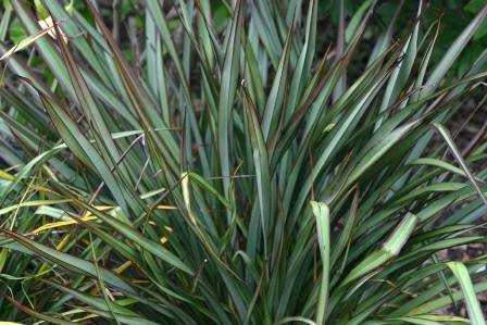Phormium tenax