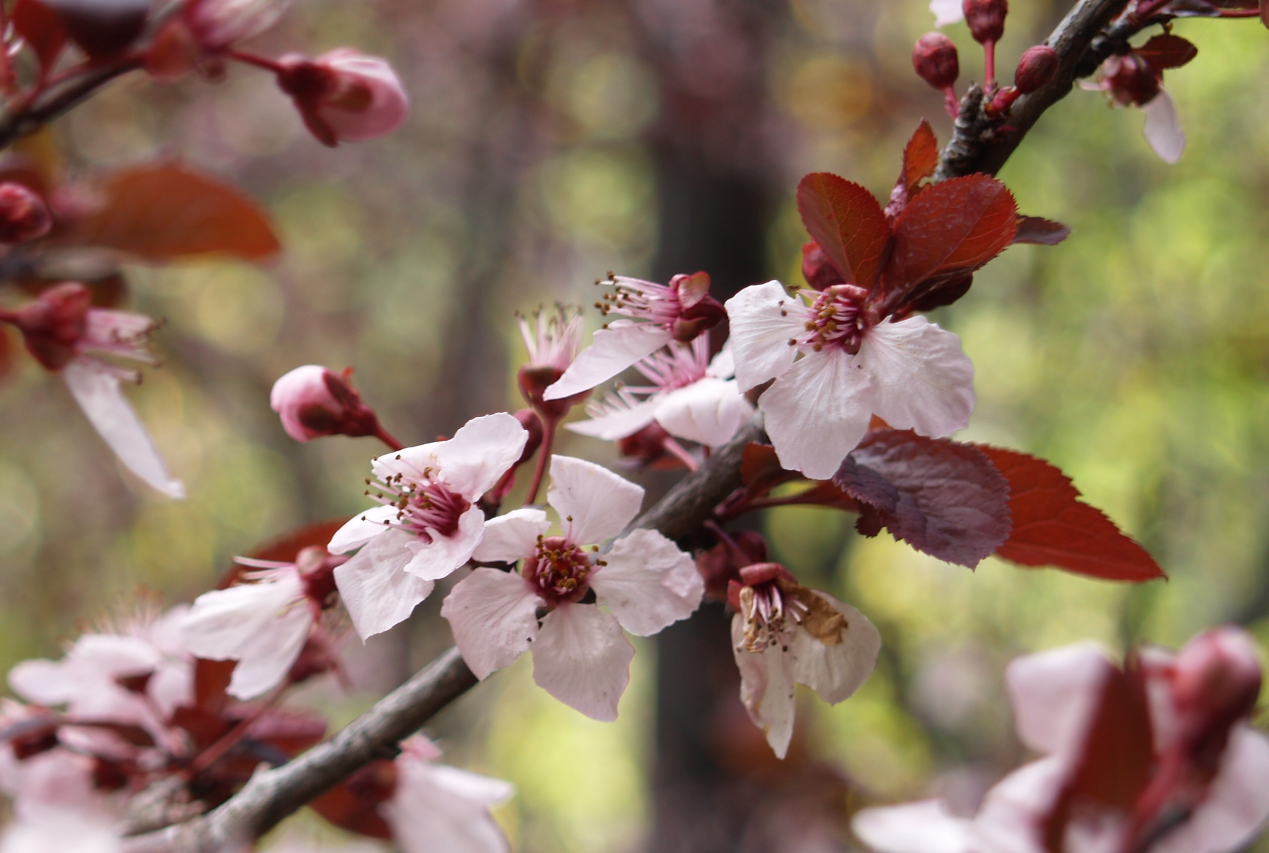 Prunus cerasifera