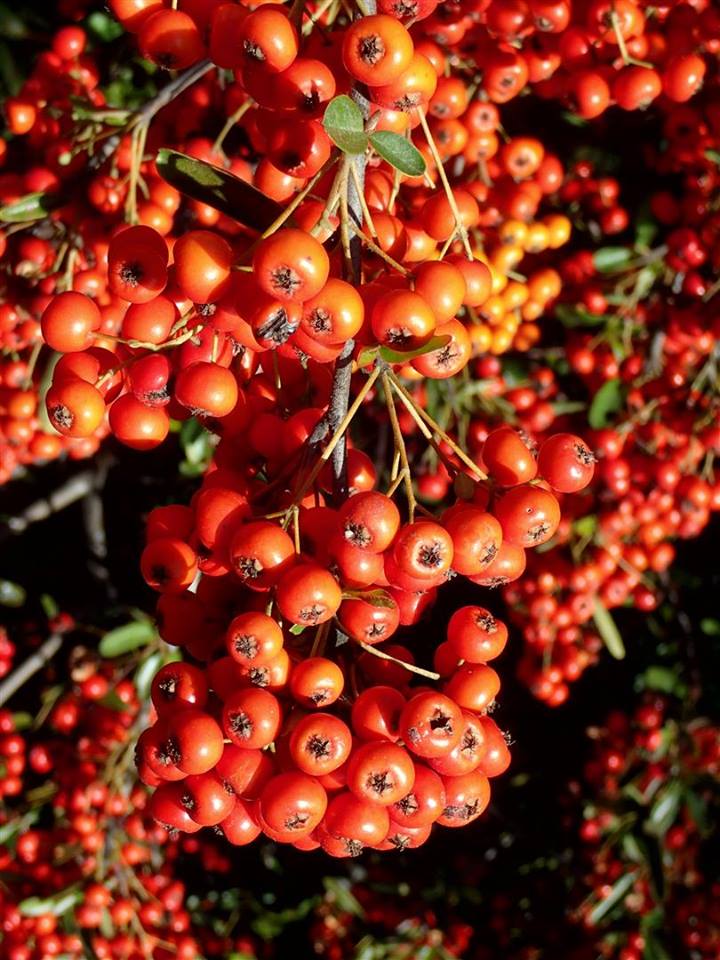 Pyracantha koidzumii