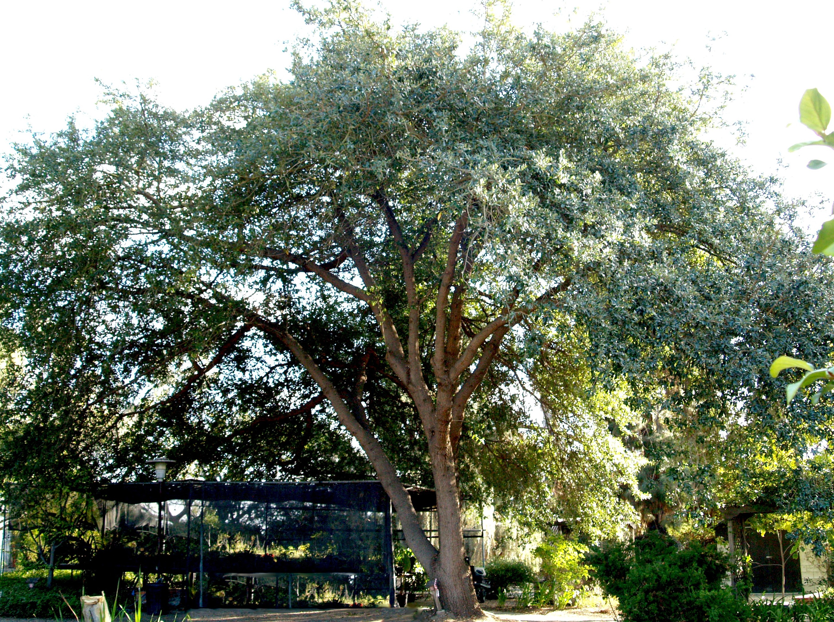 Quercus virginiana