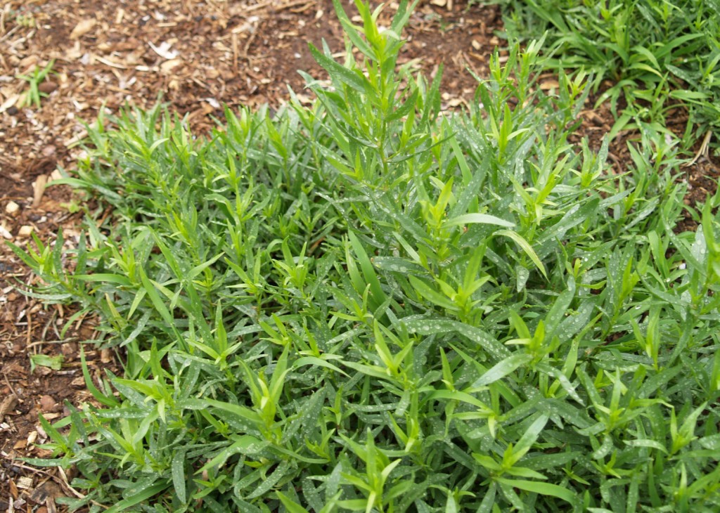 Artemisia spp