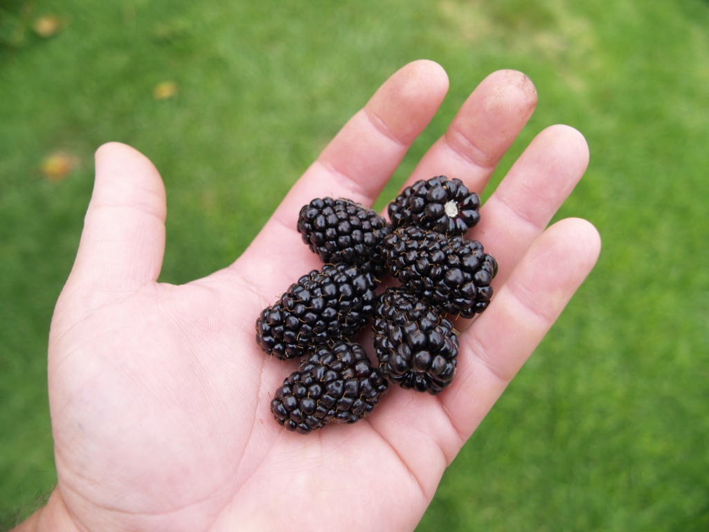 Rubus spp