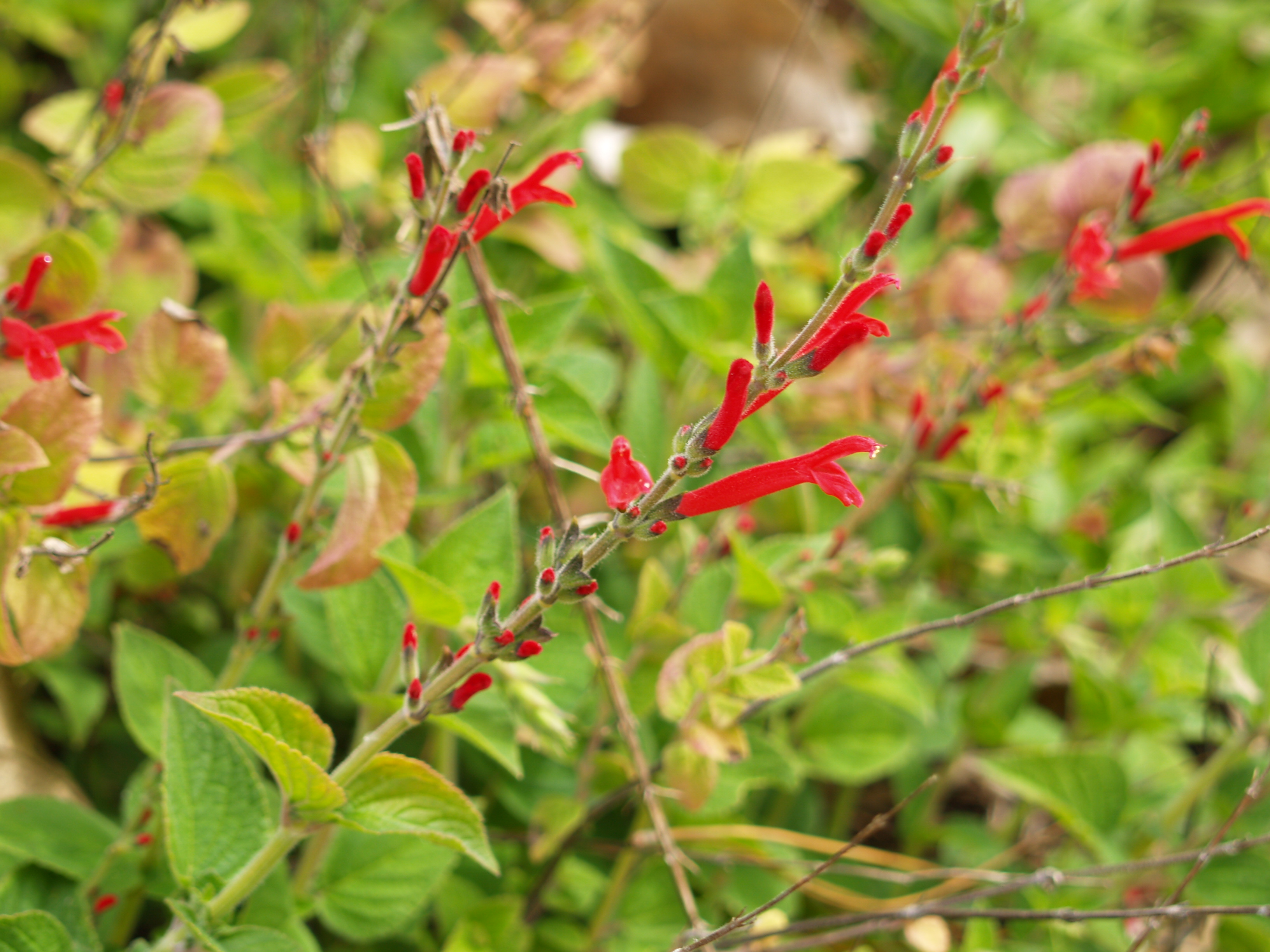Salvia elegans