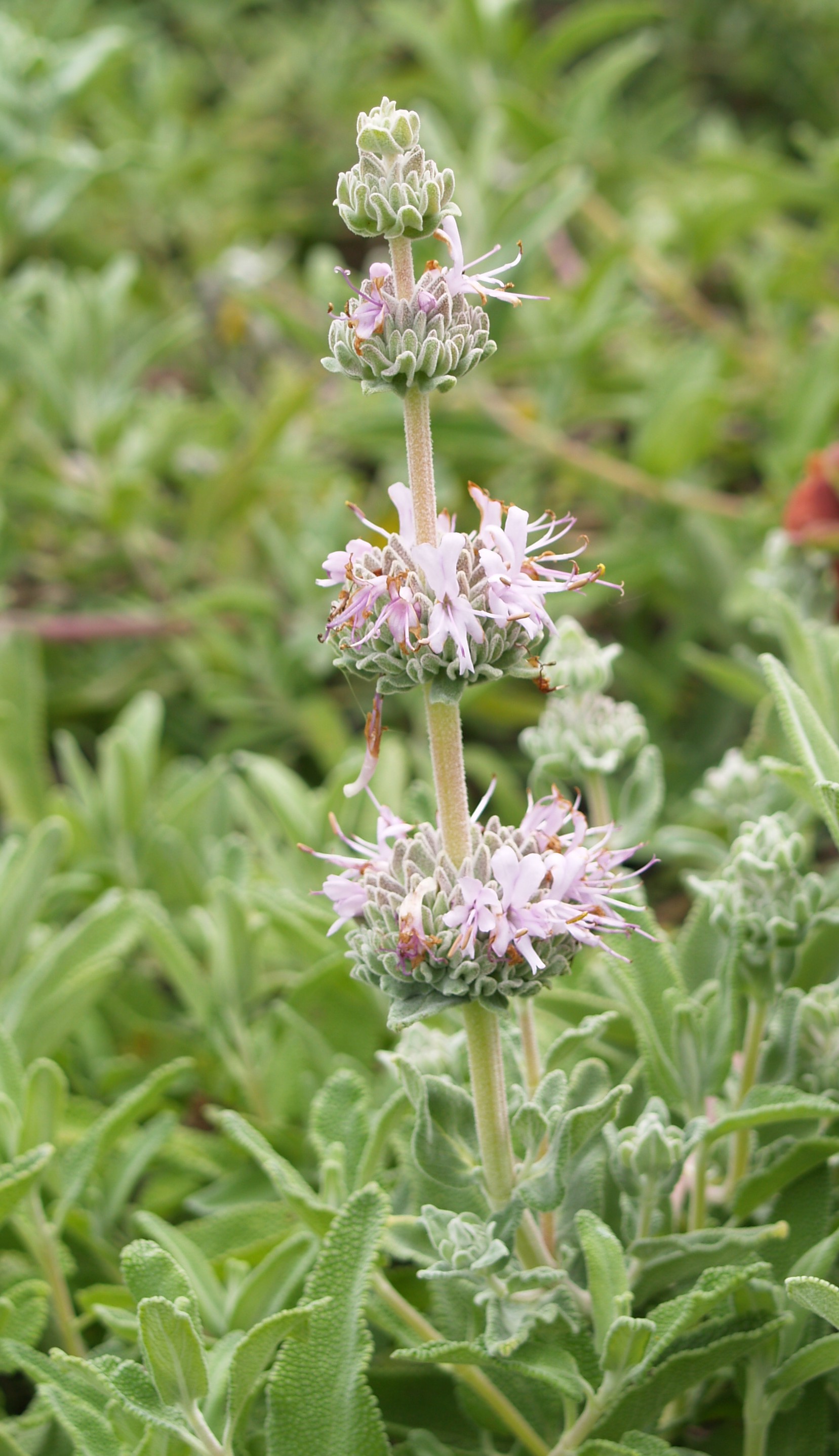 Salvia leucophylla
