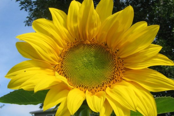 Helianthus annuus 'Mammoth Russian'