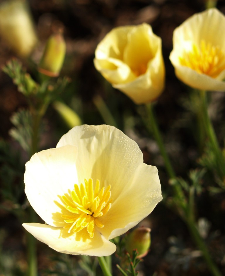 Eschscholzia californica