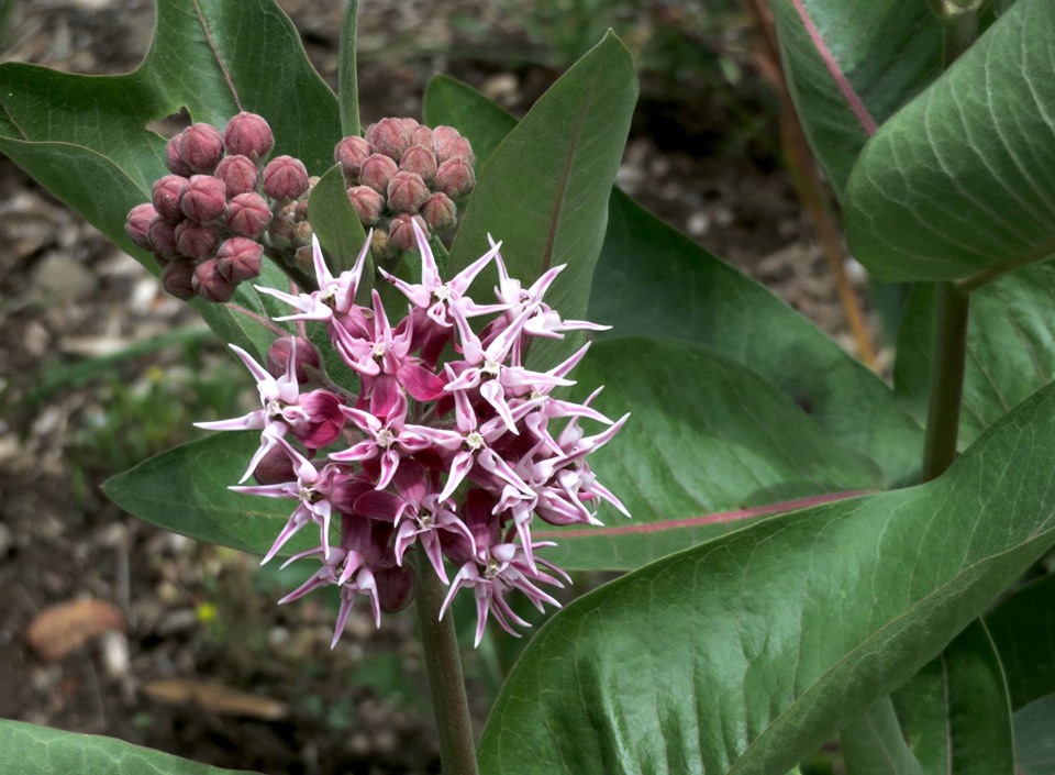 Asclepias speciosa